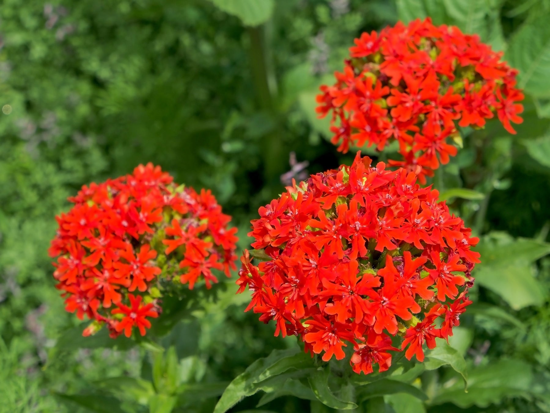 Lychnis Chalcedonica Flower Seeds for planting in home garden